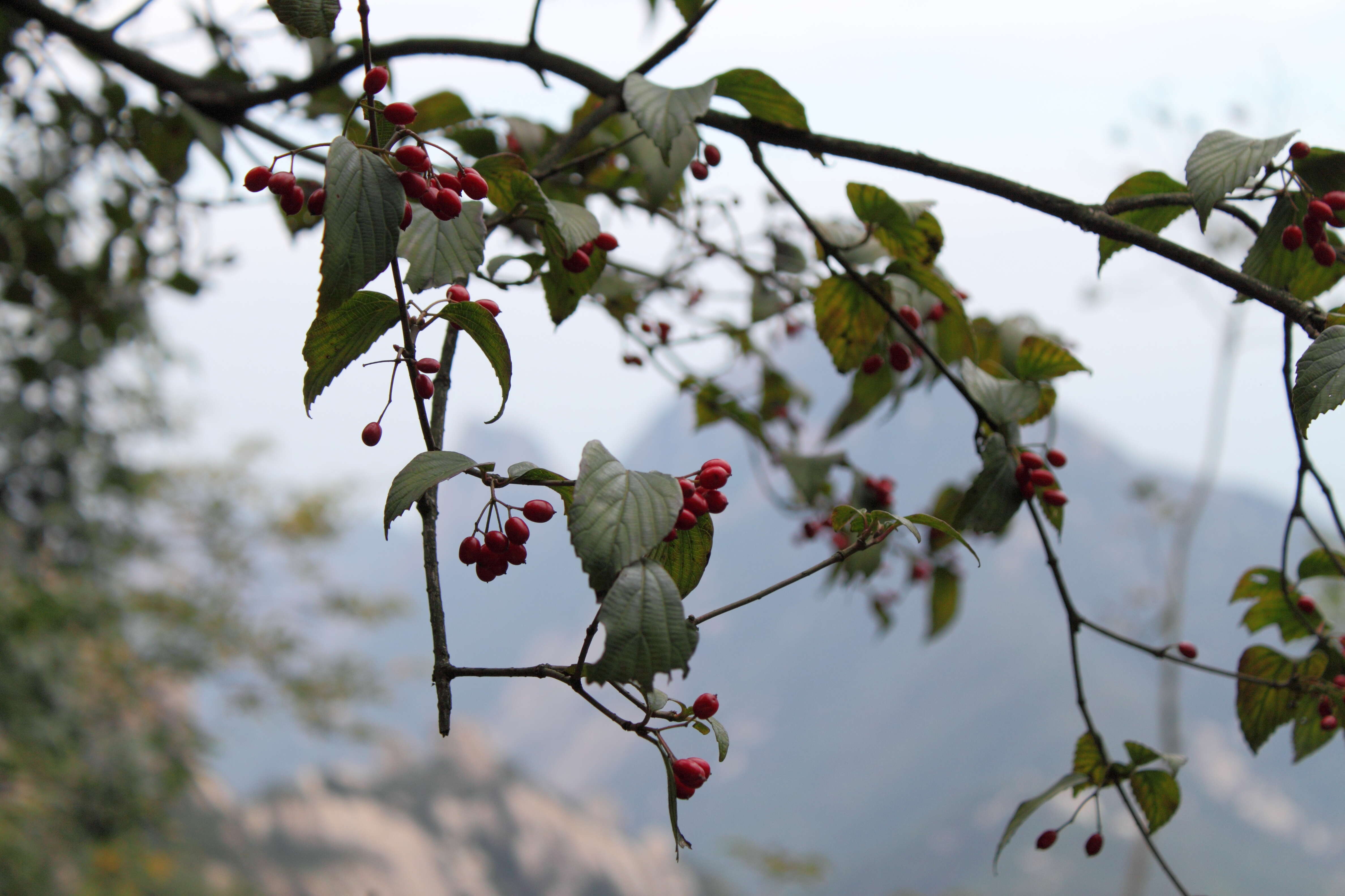 Plancia ëd Cornus officinalis Siebold & Zucc.