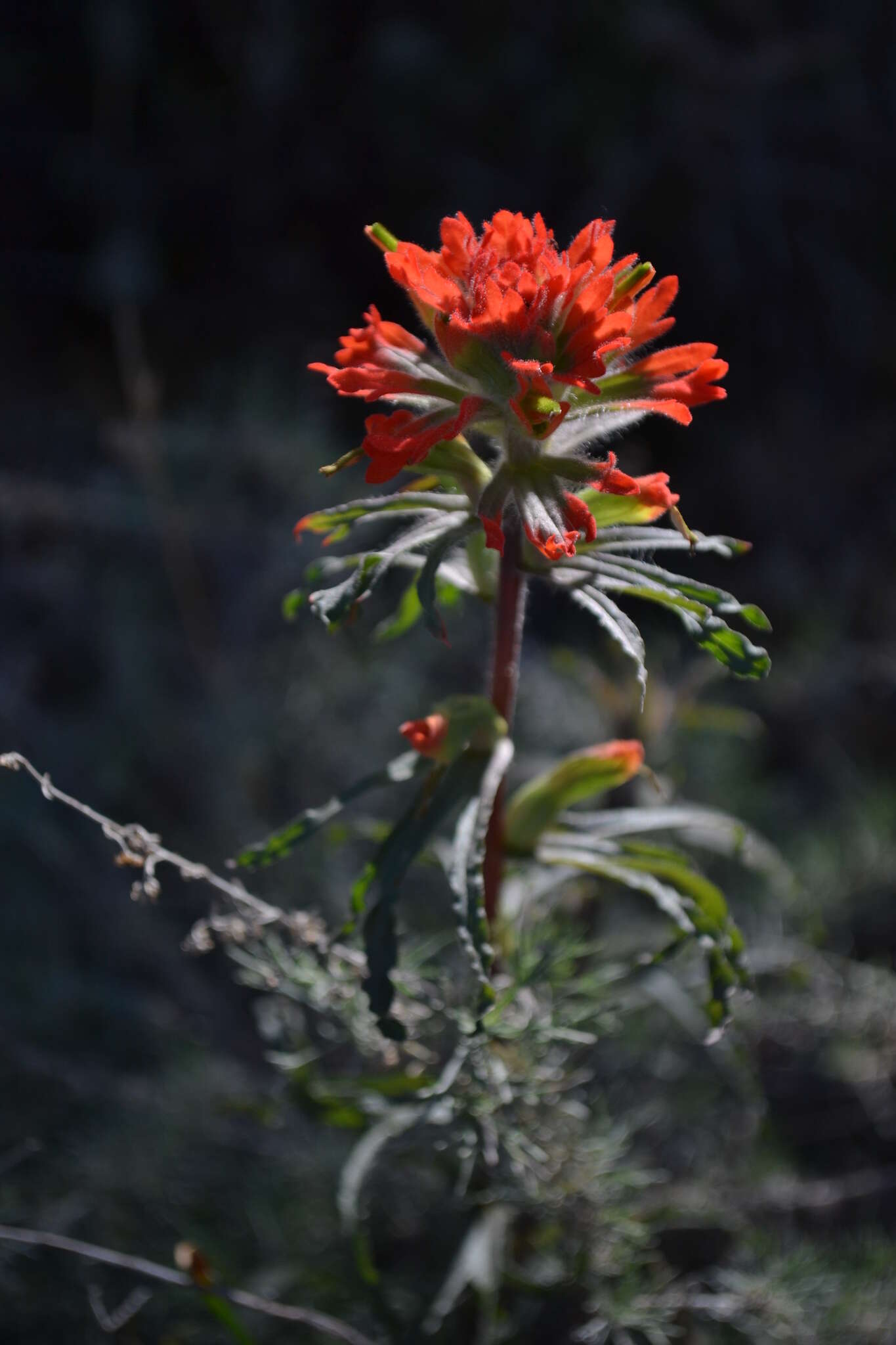 Image of coast Indian paintbrush