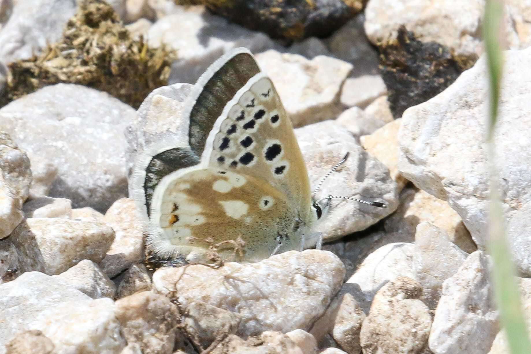 Image of Agriades pyrenaica (Boisduval 1840)