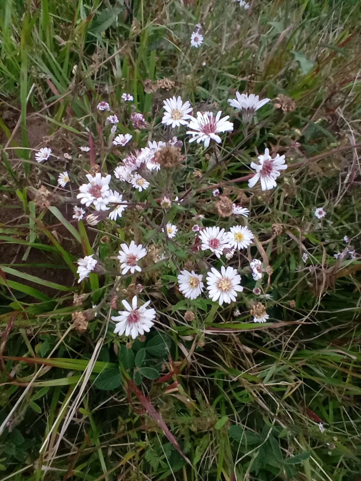 صورة Symphyotrichum schaffneri (S. D. Sundb. & A. G. Jones) G. L. Nesom