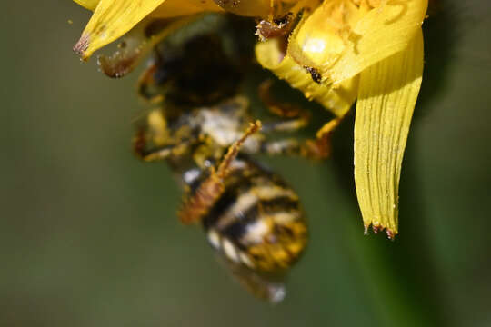 Image of Least Cellophane-cuckoo Bee