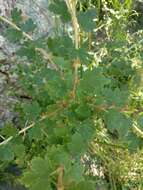 Image of whitestem gooseberry