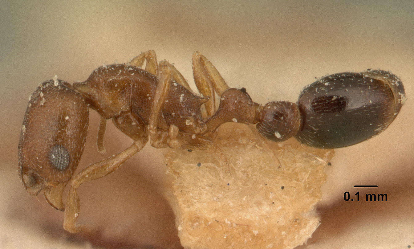 Image of Ant