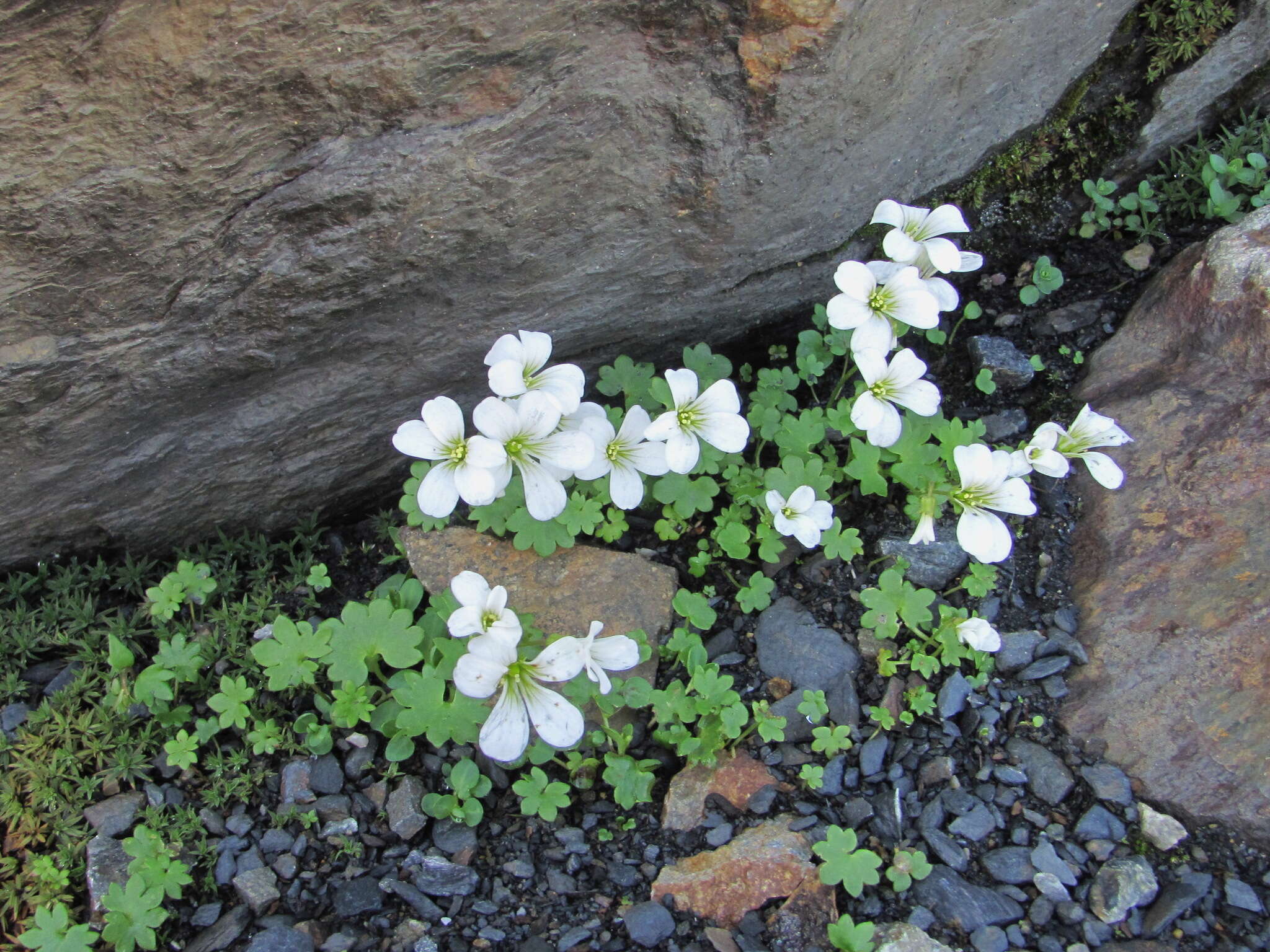 Sivun Saxifraga sibirica L. kuva