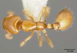 Image of Thief Ant