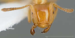 Imagem de Lasius californicus