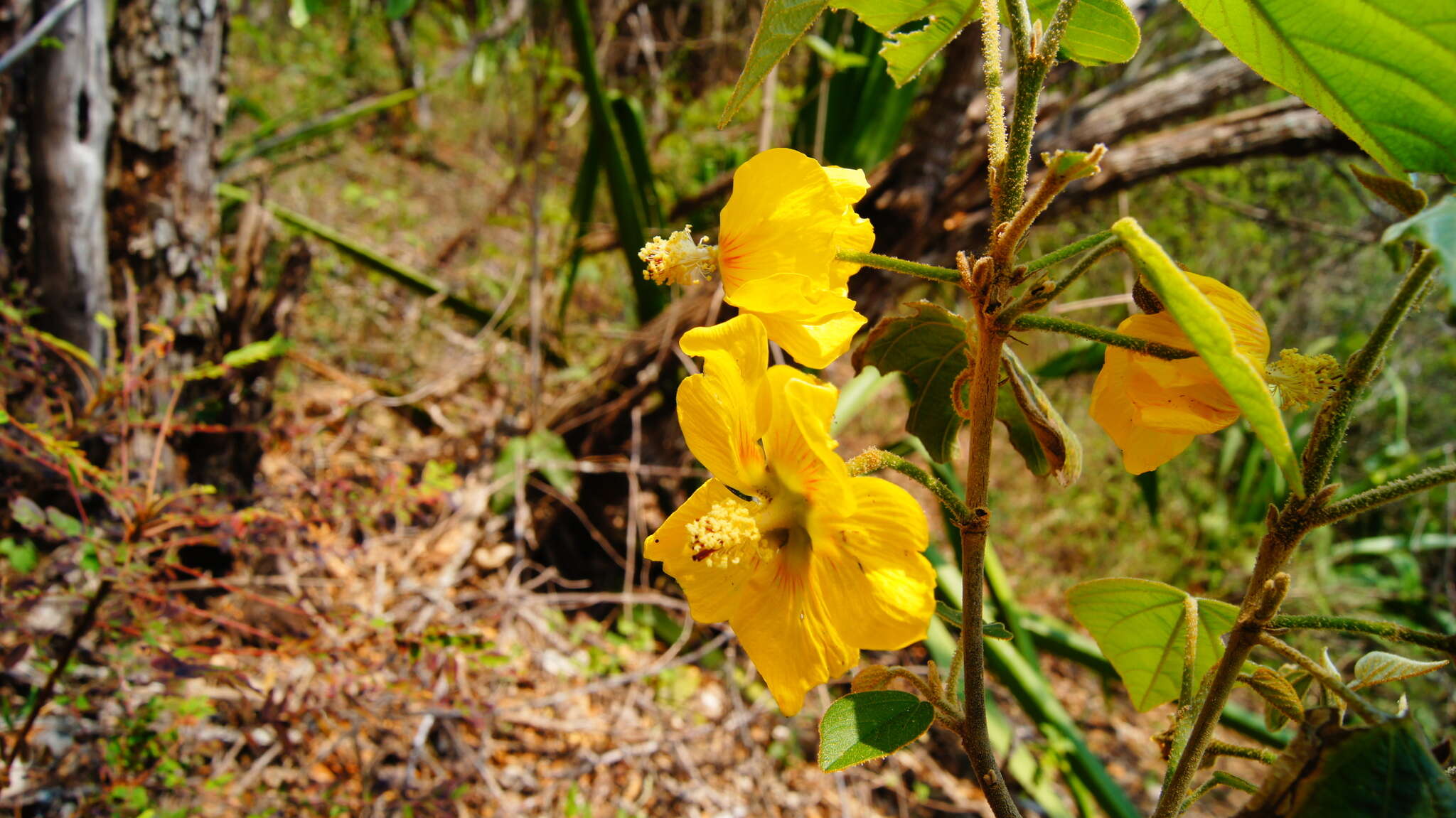 Imagem de Bakeridesia gloriosa D. M. Bates