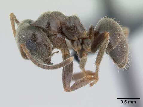 Image of Small black ant