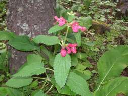 Stachys coccinea Ortega resmi