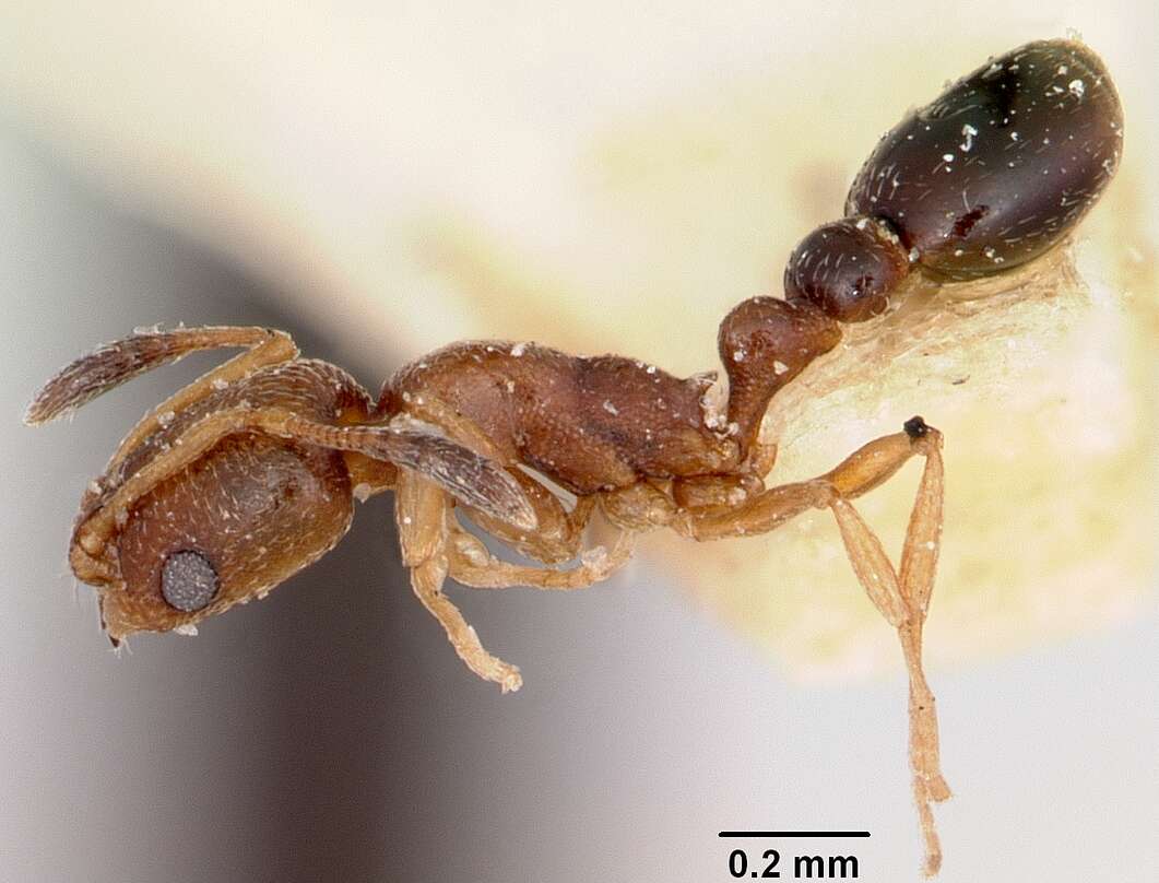 Image of Ant