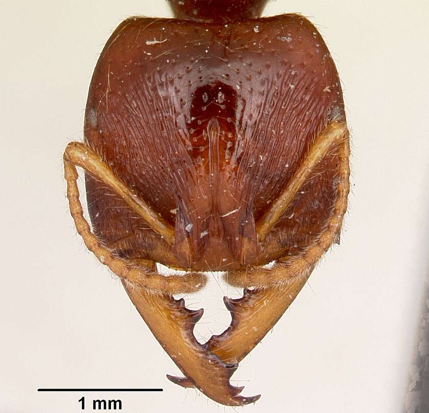 Image of Amblyopone australis Erichson 1842