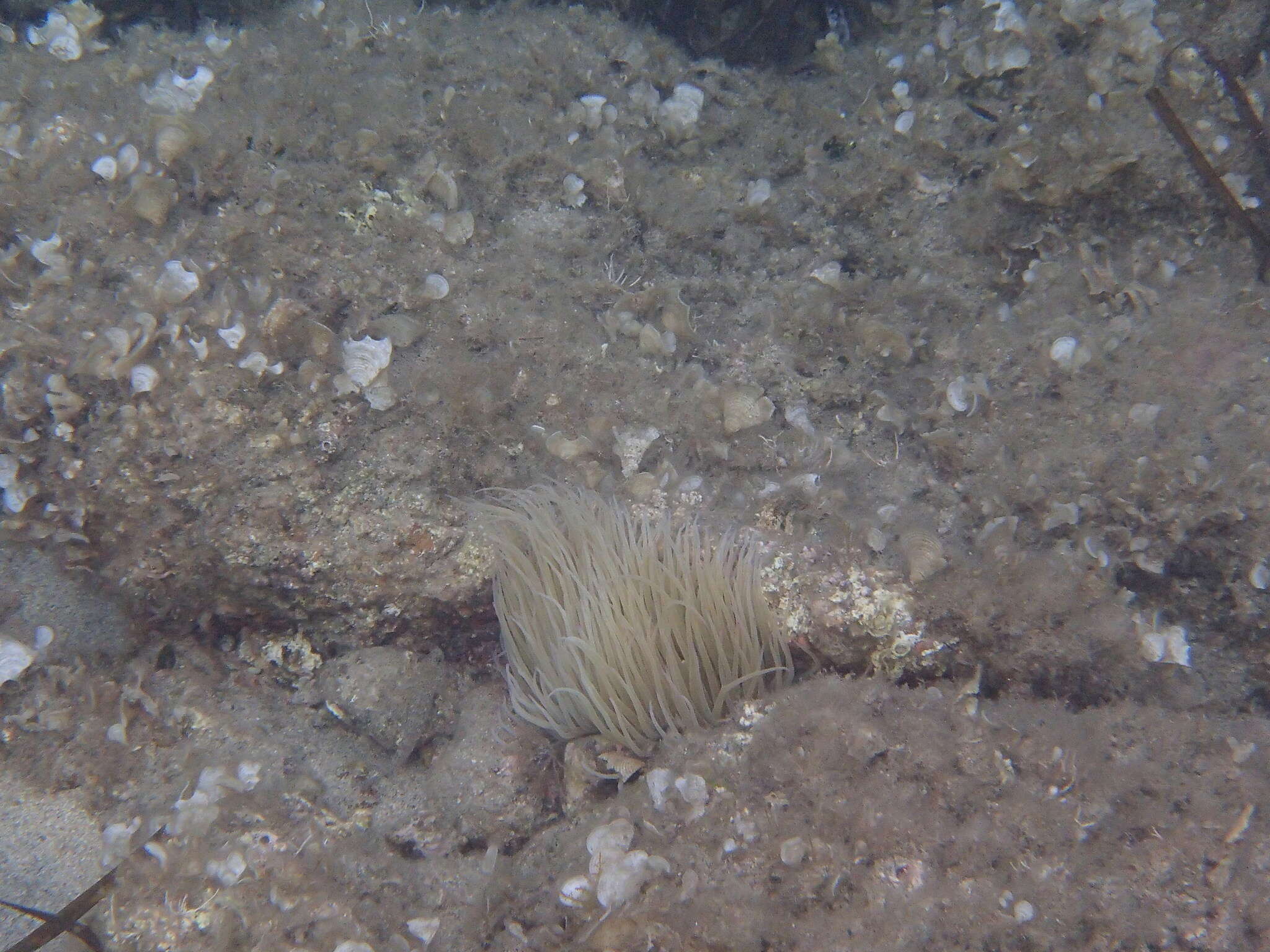 Anemonia viridis (Forsskål 1775) resmi