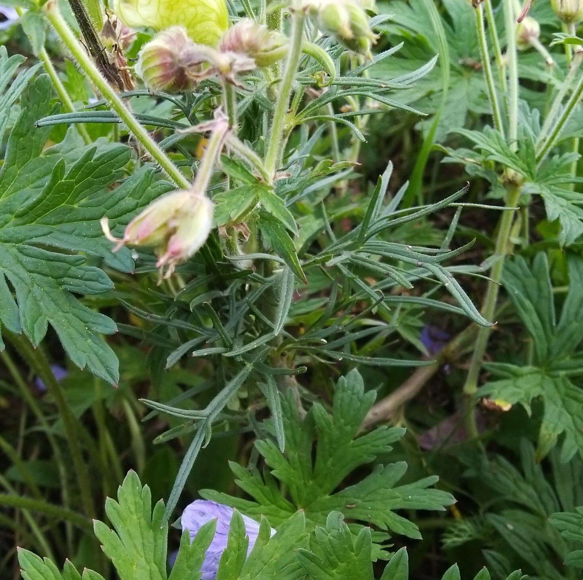 Aconitum anthora L.的圖片