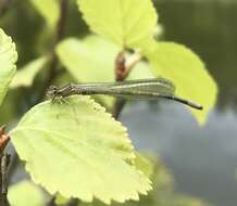 Plancia ëd Coenagrion johanssoni (Wallengren 1894)