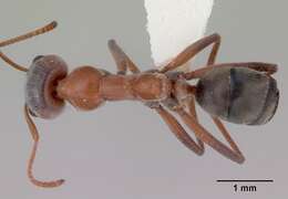 Image of Iridomyrmex cappoinclinus Shattuck 1993