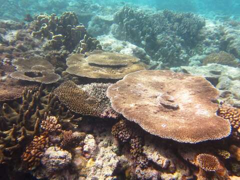 Image of Brush Coral