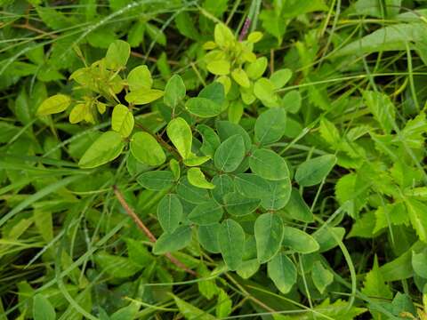 Imagem de Desmodium marilandicum Darl.