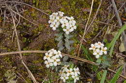 Image of Pimelea oreophila Burrows