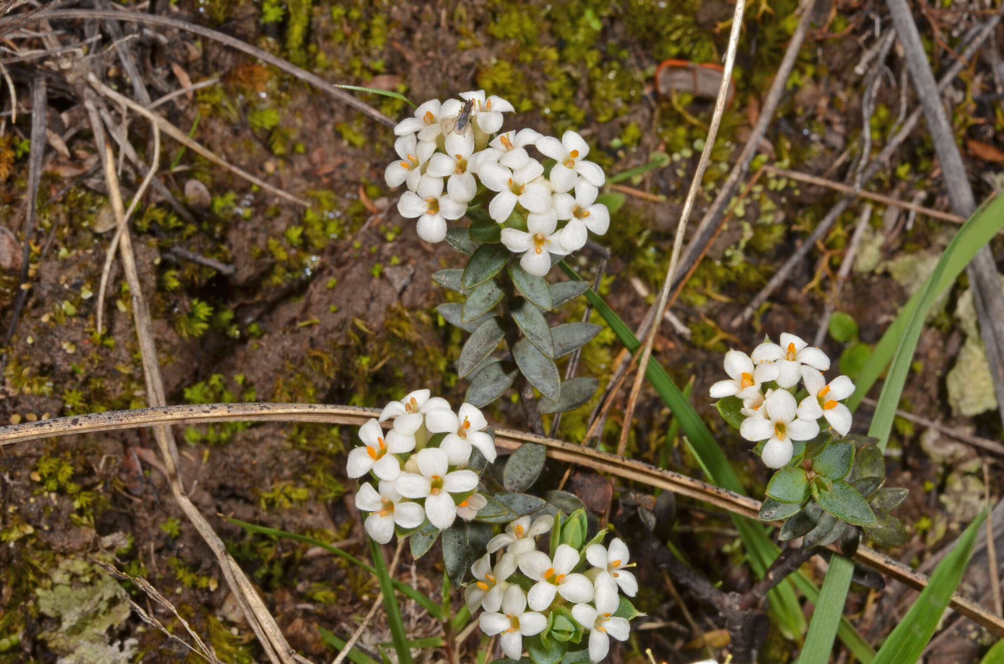 Image of Pimelea oreophila Burrows