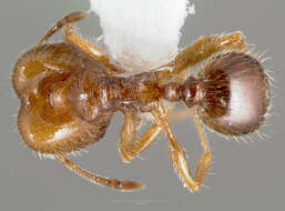 Image de Pheidole bicarinata Mayr 1870