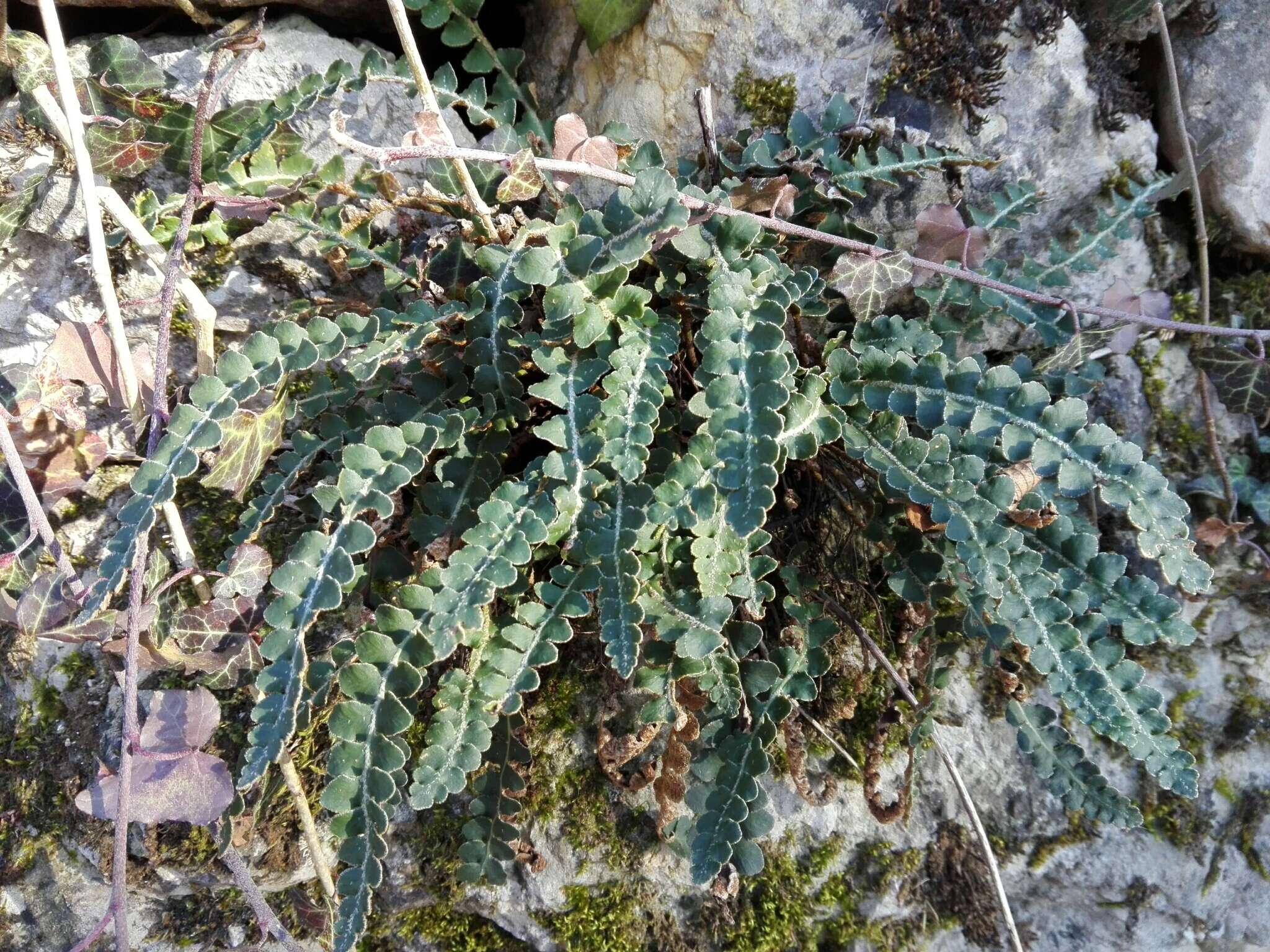 Plancia ëd Asplenium ceterach L.