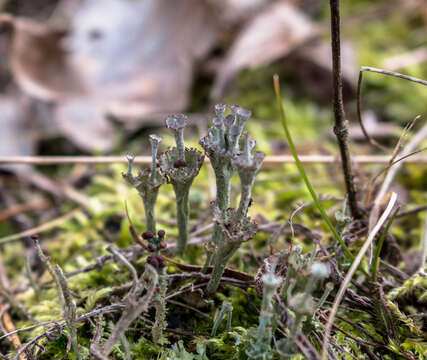 Imagem de Cladonia cervicornis (Ach.) Flot.