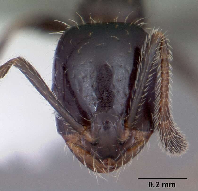 Image of Little Black Ant