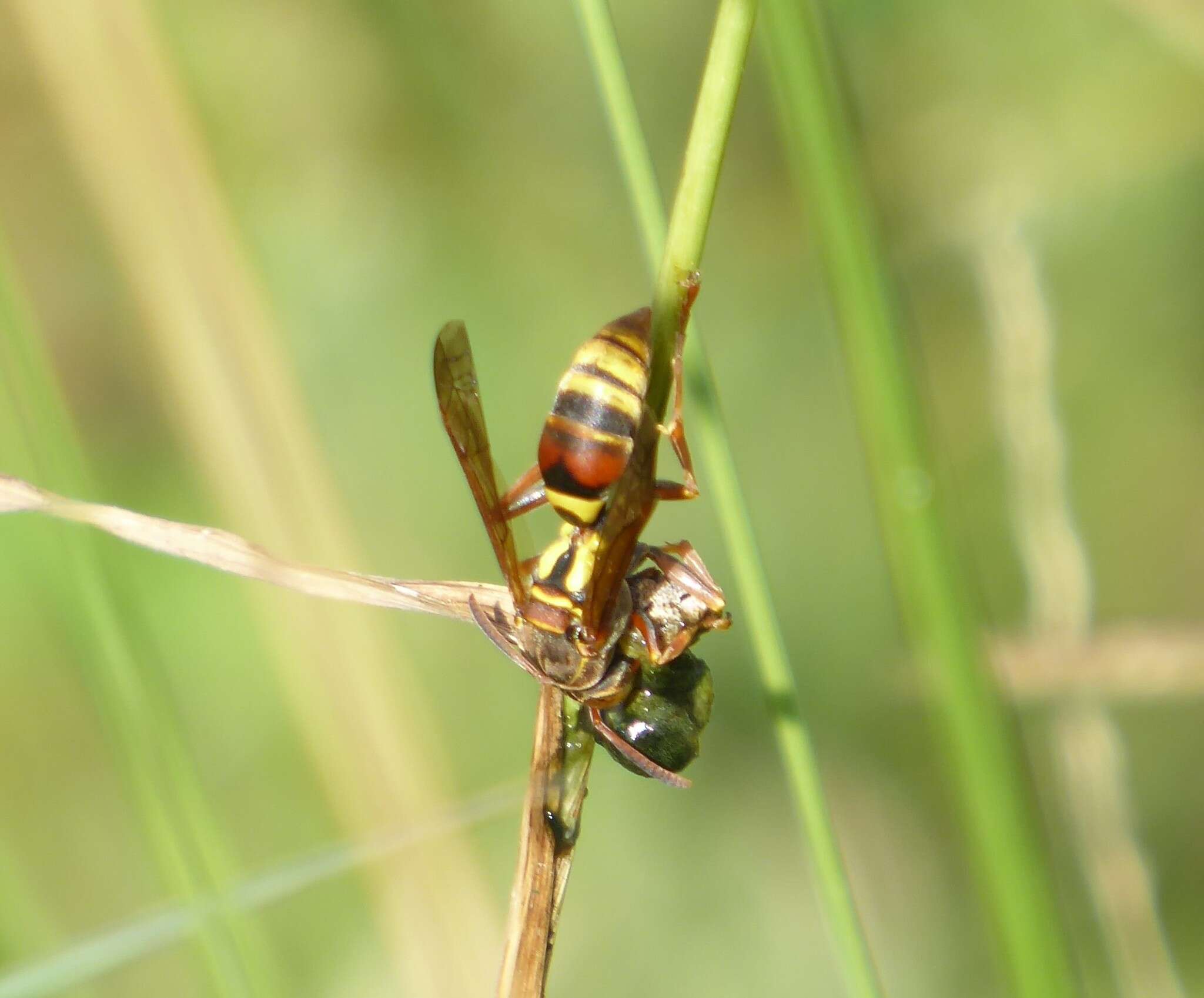 Image de Polistes humilis synoecus de Saussure 1853