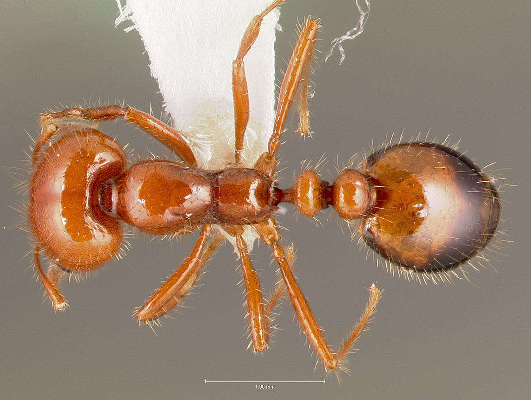 Image of Southern Fire Ant