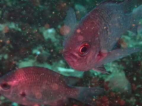 صورة Chromis crusma (Valenciennes 1833)