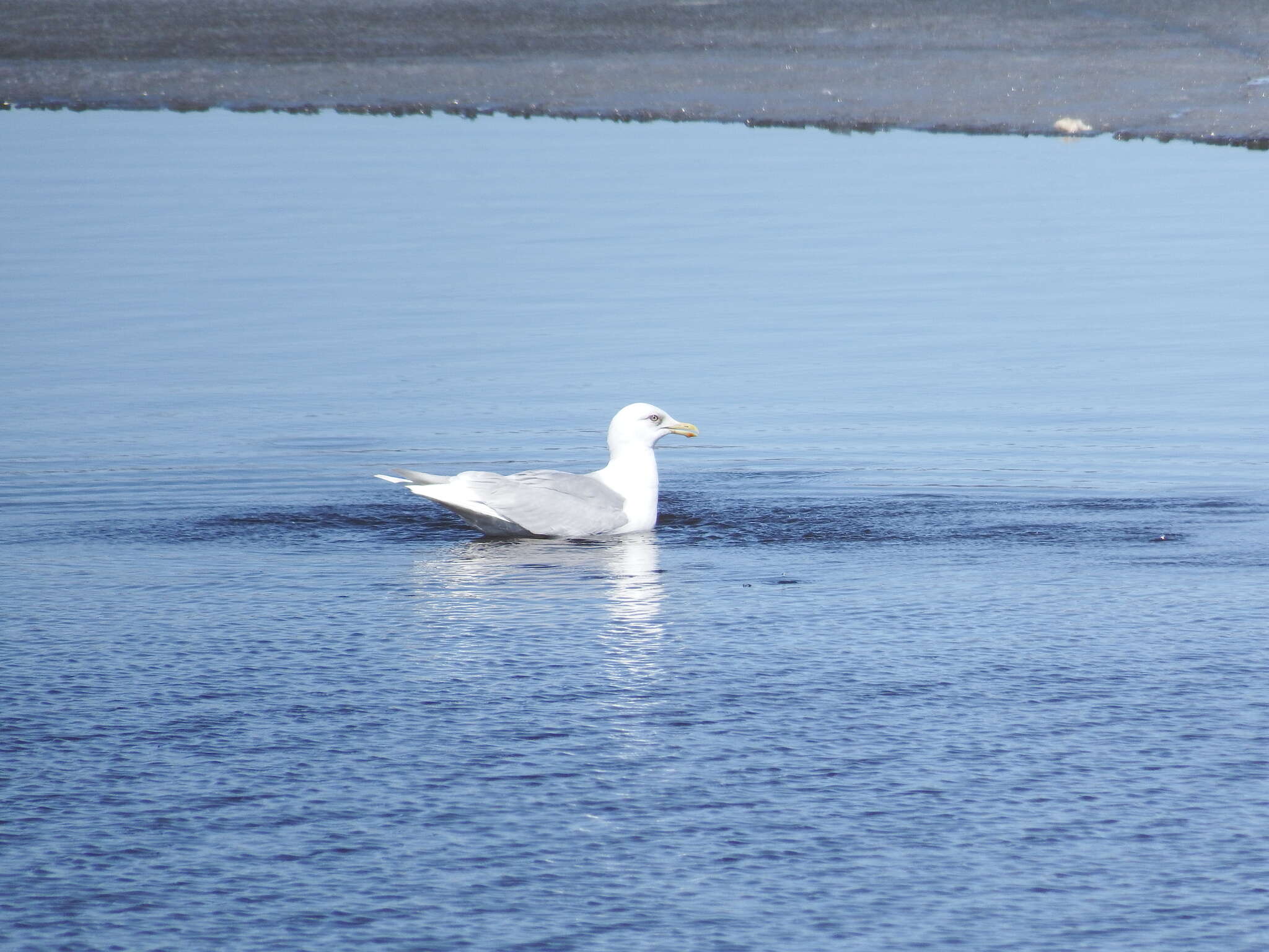 Image of Iceland Gull