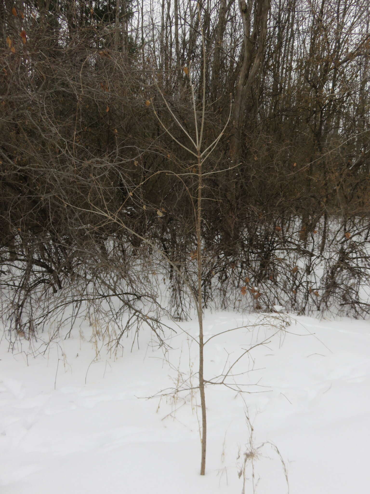 Image of Japanese Tree Lilac