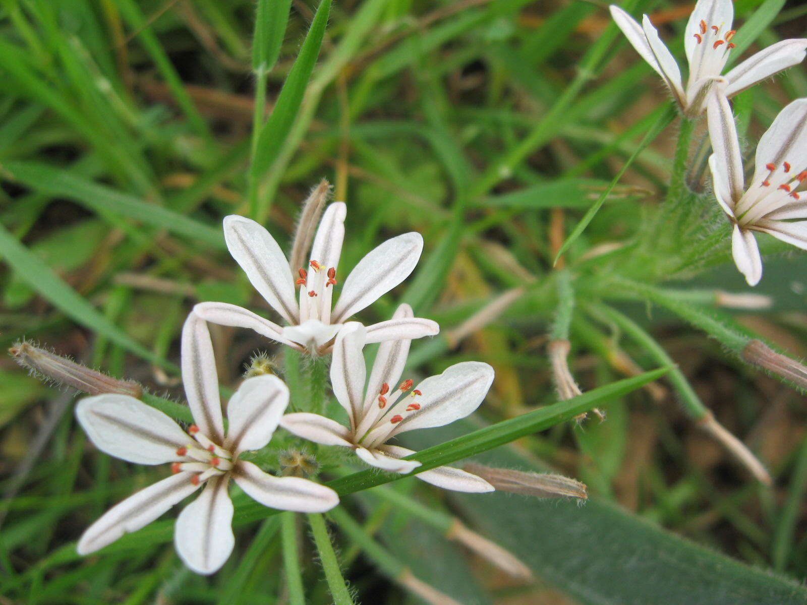 Image of Trachyandra hispida (L.) Kunth