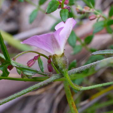 Image of Convolvulus angustissimus R. Br.