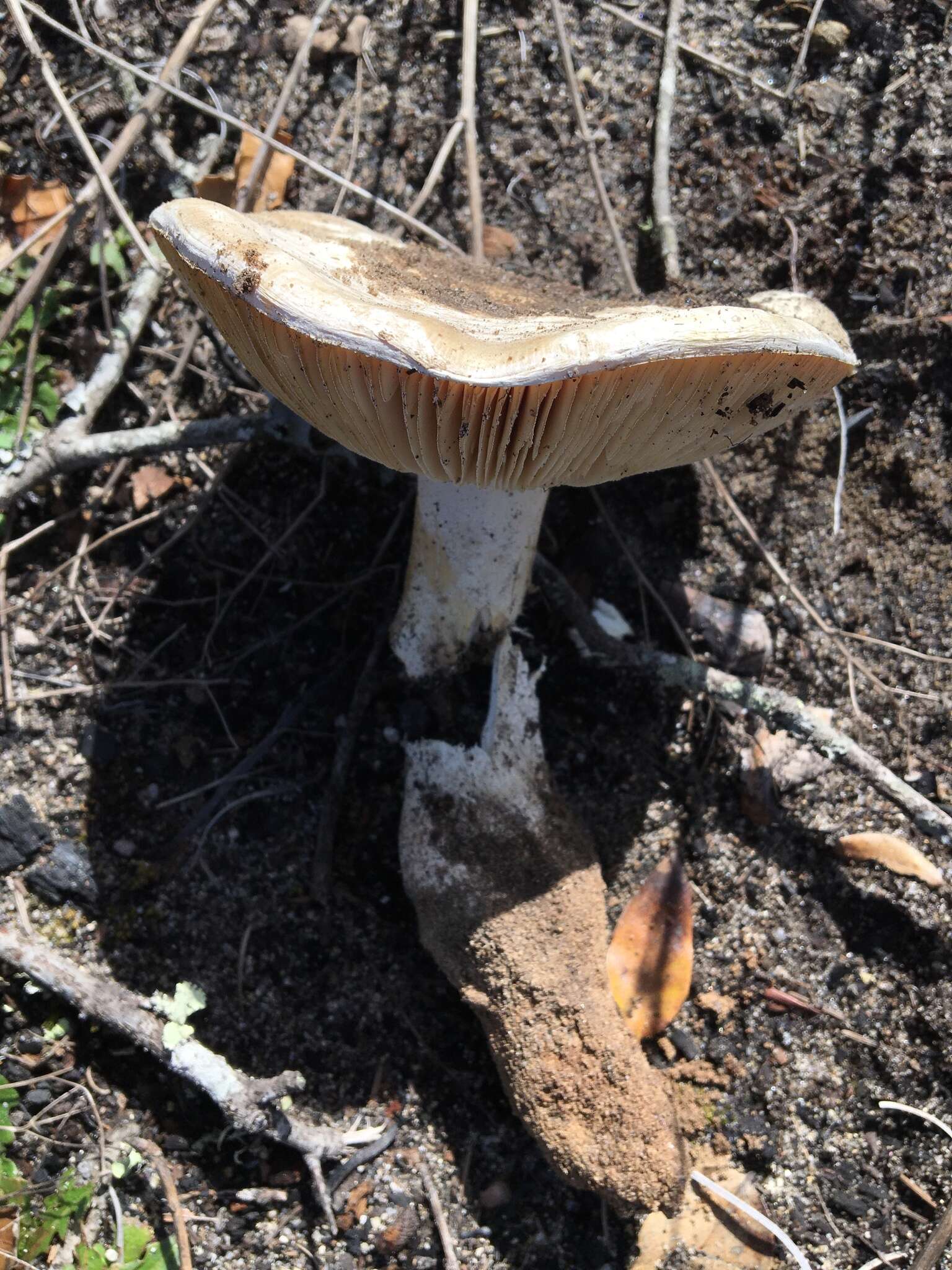 Plancia ëd Amanita smithiana Bas 1969