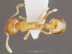 Image of Temnothorax curvispinosus