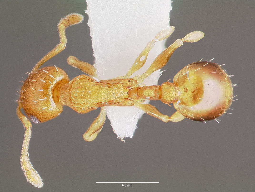 Image of Temnothorax curvispinosus