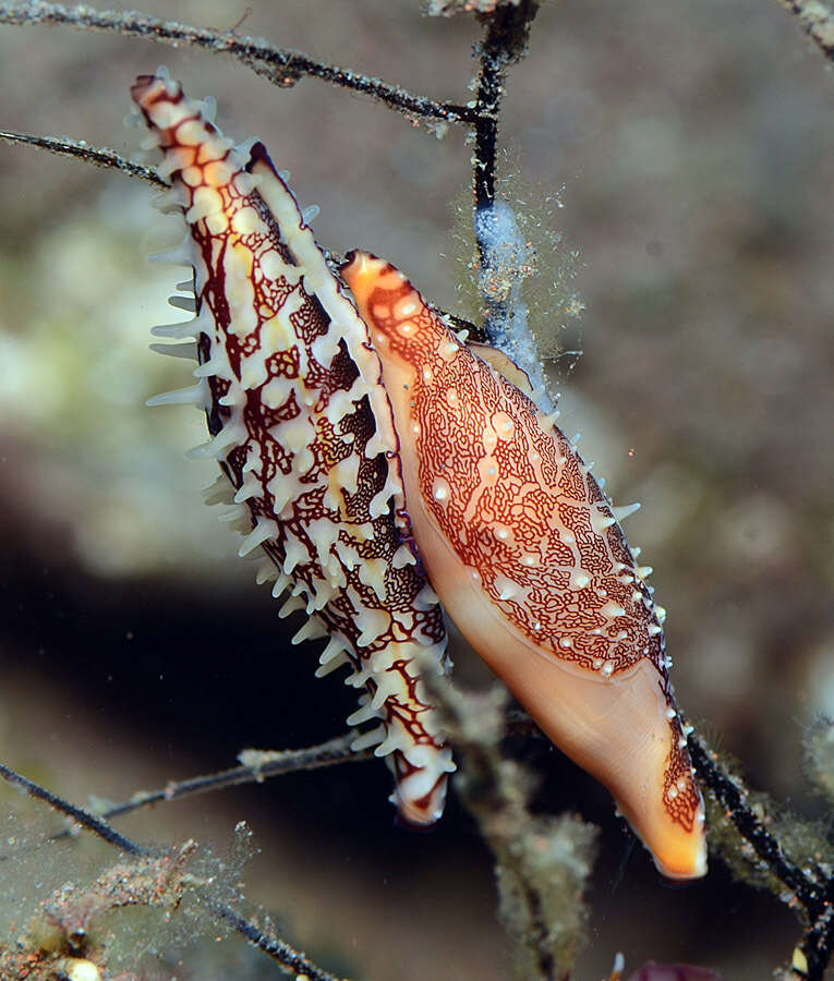 Image of Phenacovolva pseudogracilis C. N. Cate & Azuma 1973