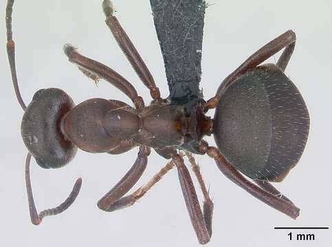 Image of Black-backed meadow ant