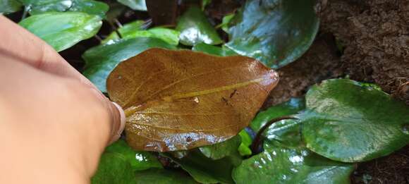 Image of Cryptocoryne griffithii Schott