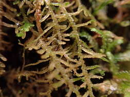 Image of Lepidozia filamentosa Gottsche, Lindenb. & Nees