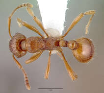 Image of European fire ant