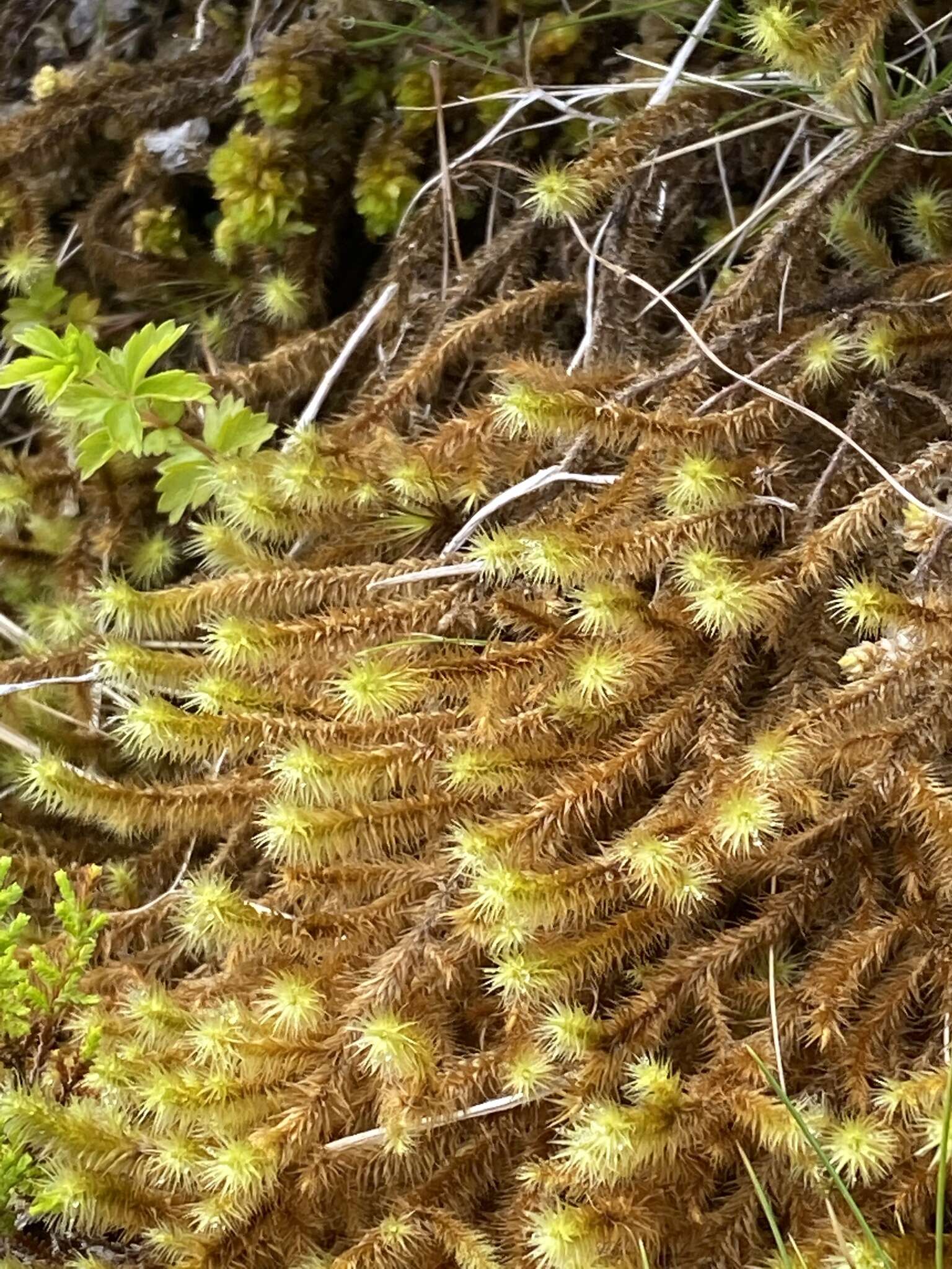 Image de Breutelia chrysocoma Lindberg 1863