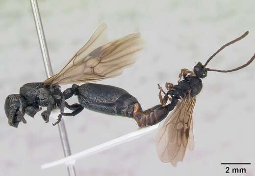 Cephalotes depressus (Klug 1824) resmi