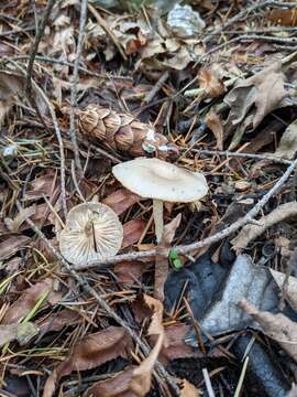 Clitocybe salmonilamella H. E. Bigelow 1976 resmi