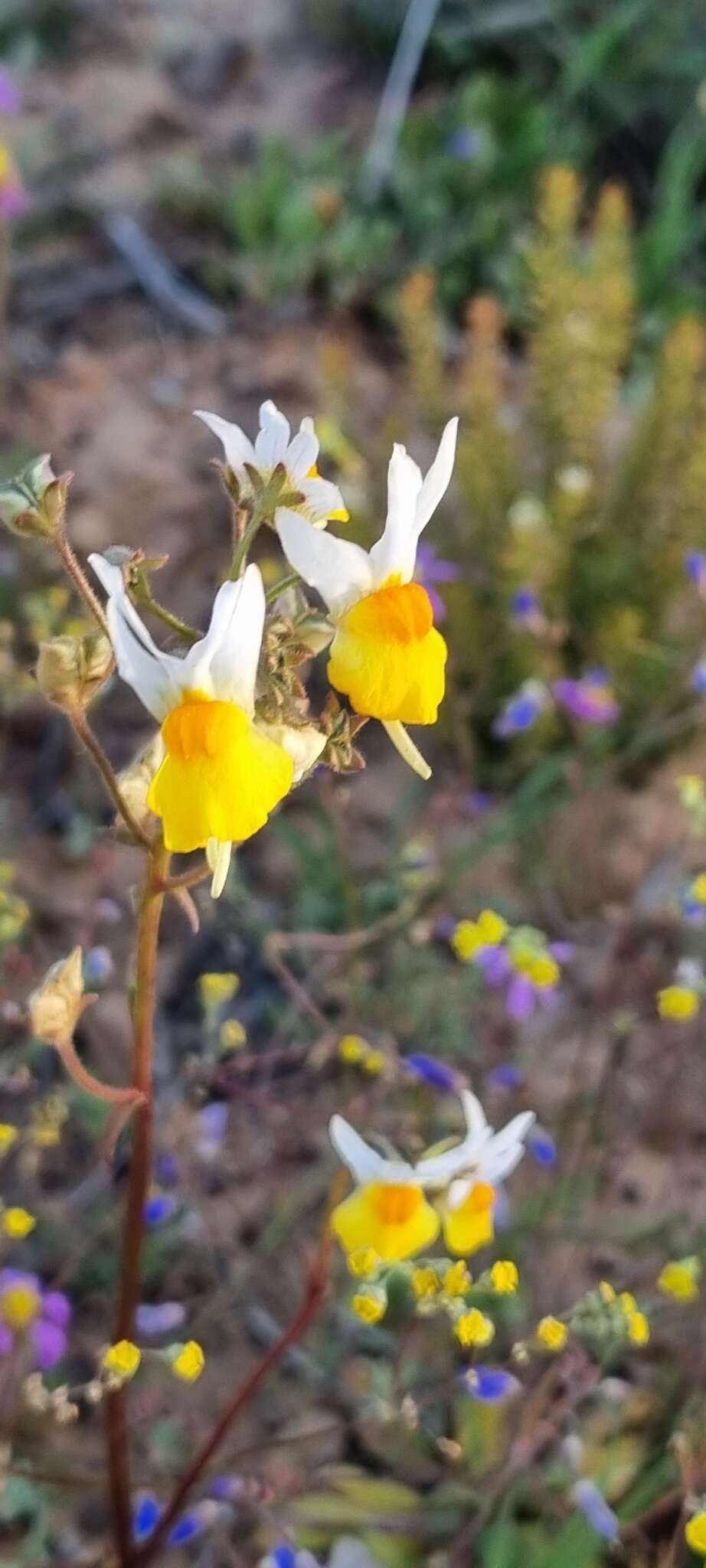 Image de Nemesia macroceras Schltr.