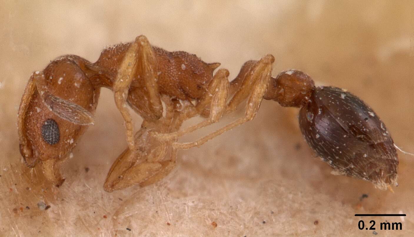 Image of Ant