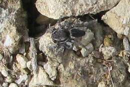 Image of Maratus proszynskii Waldock 2015