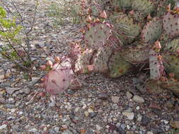 Image of Brownspine Pricklypear