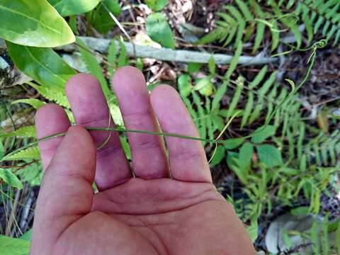 Image of leafless swallow-wort